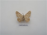 藏品(尺蛾150)的圖片